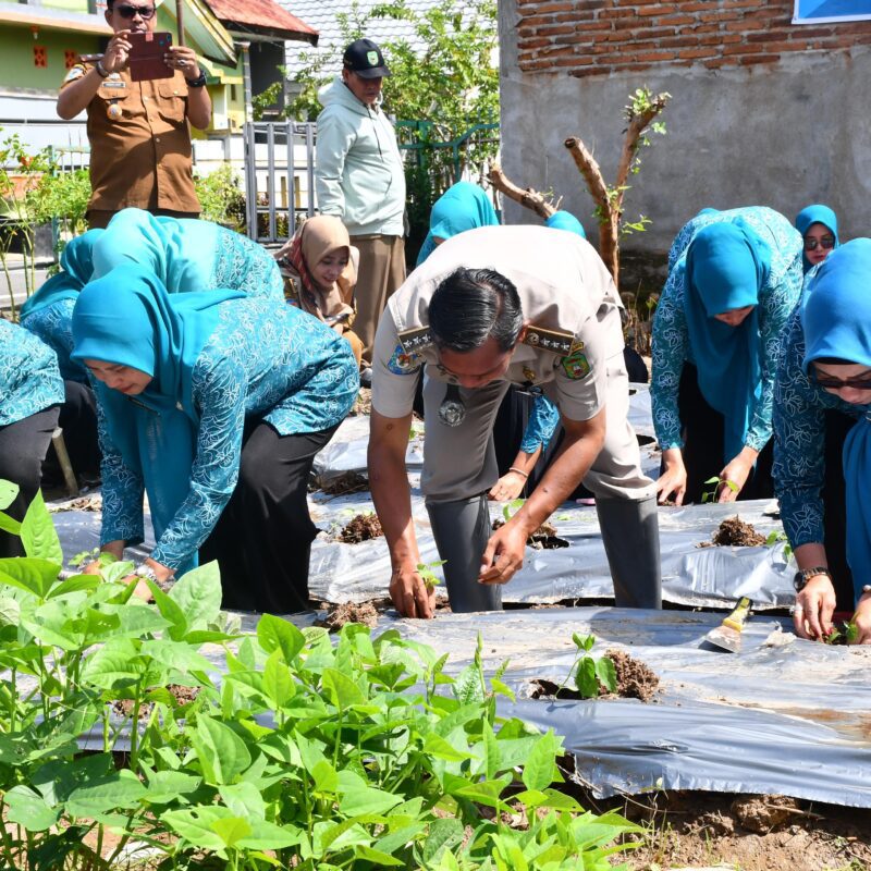 Peringati HKG, TP-PKK Palopo Ikuti Gertam Cabai Serentak se-Indonesia