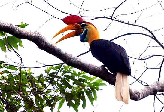 Mengenal Burung Alo, Maskot Pemilukada Kota Palopo 2024