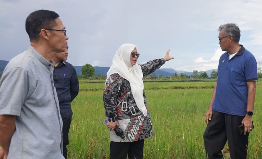 Kunjungi Sawah Terserang Tikus, Puspa: Pemerintah Akan Berikan Bantuan Maksimal
