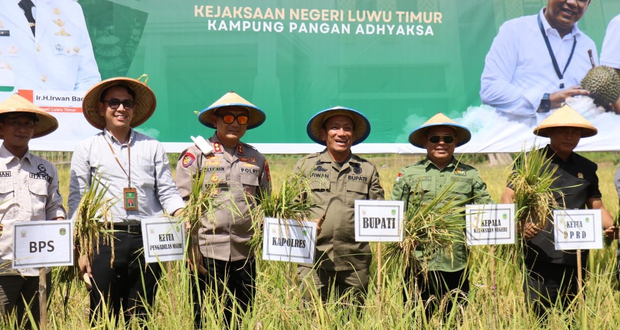 Bupati Lutim Hadiri Panen Raya Padi Kampung Pangan Adhyaksa