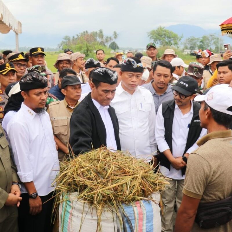 Saksikan Panen Raya, Mentan Minta Petani Lutim Tanam Padi 4 Kali Setahun