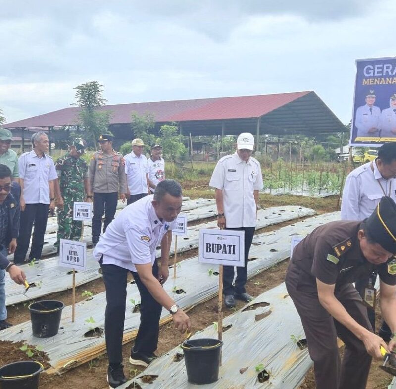 Tekan Laju Inflasi, Pemkab Lutim Gelar Gerakan Tanam Cabai