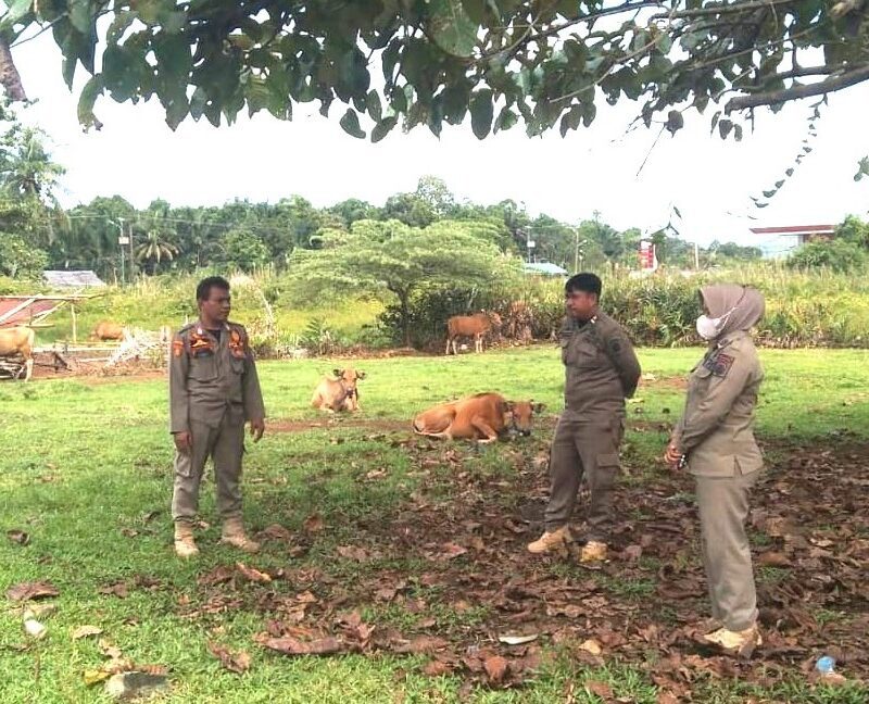Satpol-PP Lutim Tertibkan Hewan Ternak yang Berkeliaran Satpol-PP Lutim Tertibkan Hewan Ternak yang Berkeliaran