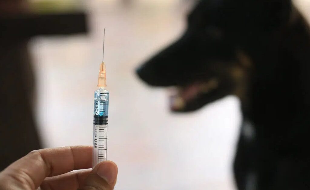 115 Ekor HPR di Tomoni Timur Divaksin Anti Rabies