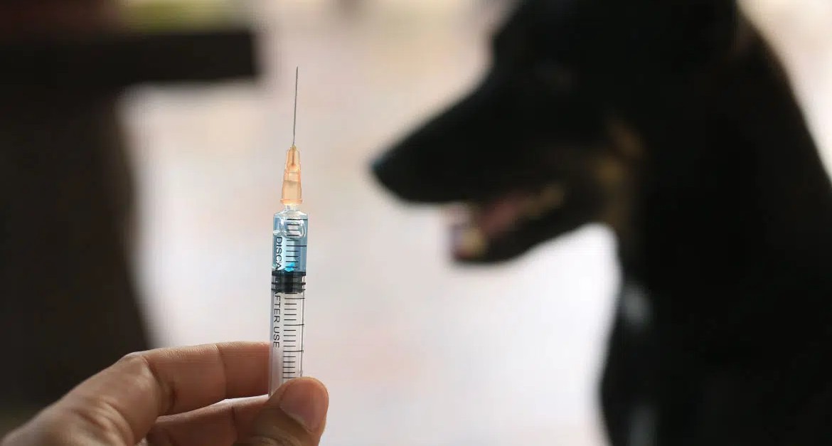 115 Ekor HPR di Tomoni Timur Divaksin Anti Rabies